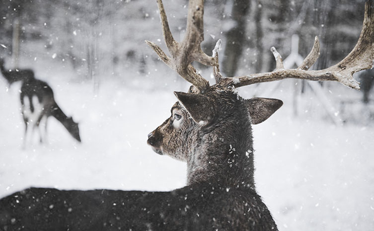 4 Tips for Incredible Winter Photography Utterly Printable