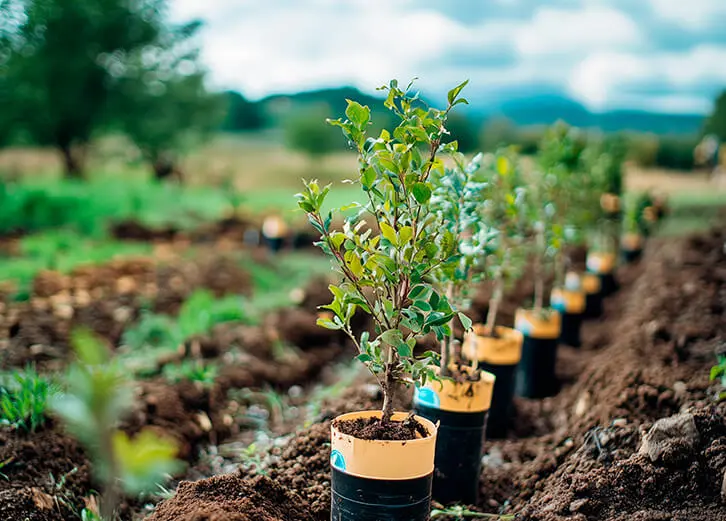 Line of newly planted tree saplings in biodegradable pots, symbolising carbon offsetting and environmental restoration