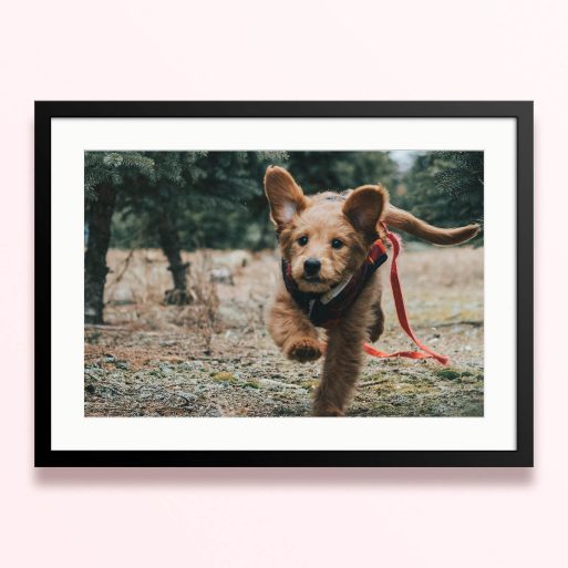 Framed and mounted photo print featuring one photo of a running dog in an outdoor setting.