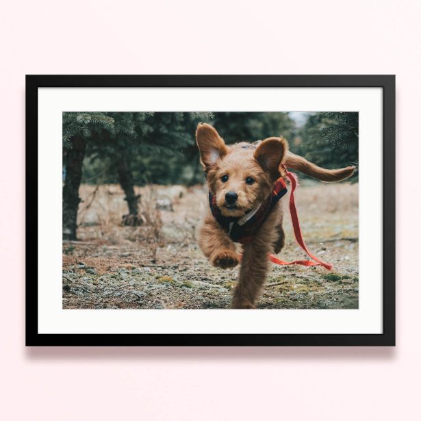 Framed and mounted photo print featuring one photo of a running dog in an outdoor setting.