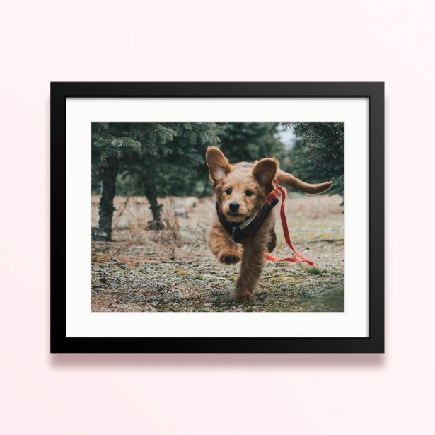 Framed and mounted photo print featuring one photo of a running dog in an outdoor setting.