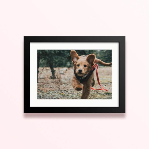 Framed and mounted photo print featuring one photo of a running dog in an outdoor setting.