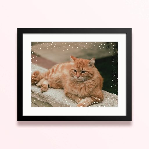 Framed and mounted photo print with a single image of a cat surrounded by a decorative border.