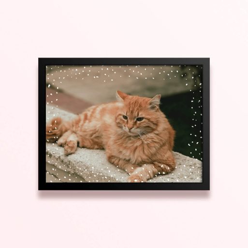 Simple framed prints designs featuring one photo of a cat.